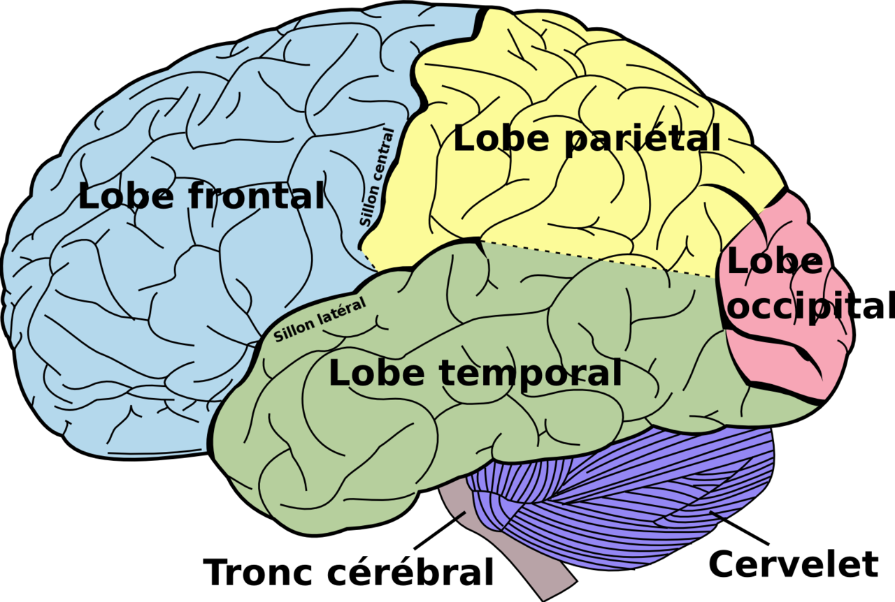 les lobes du cerveau
