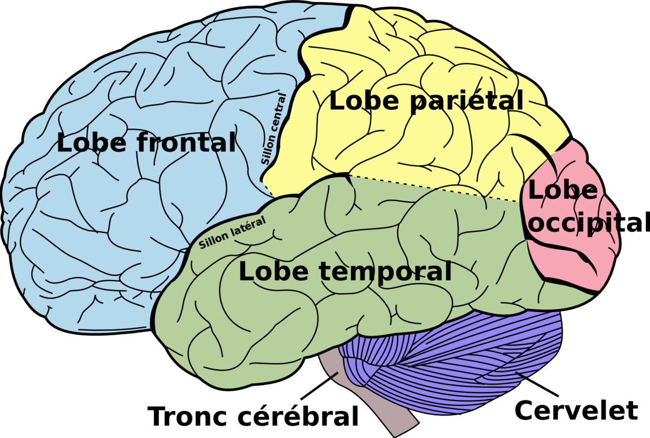 les lobes du cerveau les lobes du cerveau